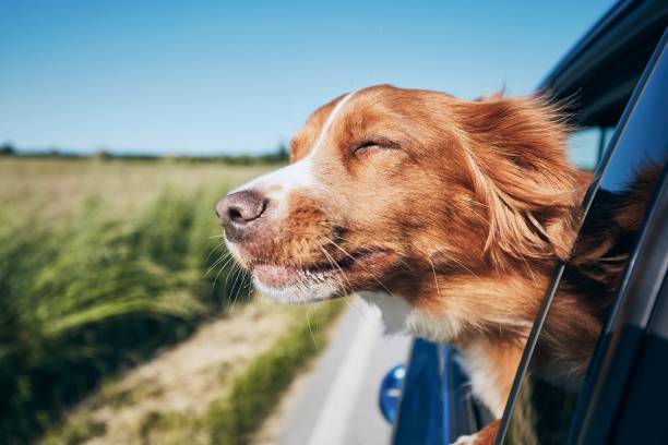 drain-cleaning dog travel by car. nova scotia duck tolling retriever enjoying road trip.