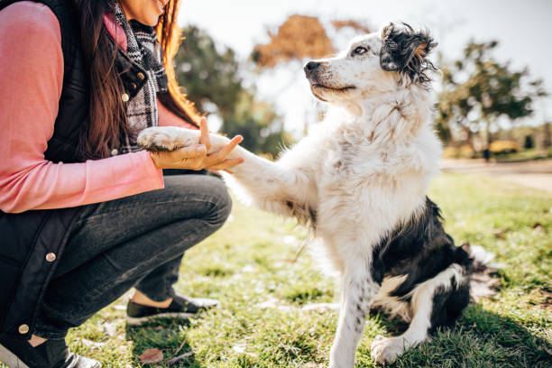 commercial-plumbing dog training session at the park