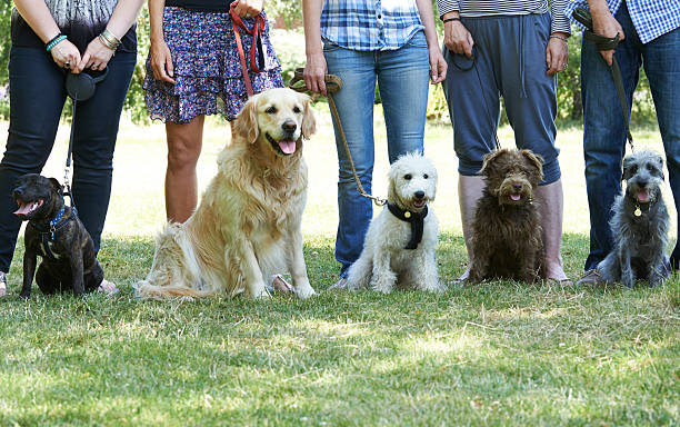 Contact group of dogs with owners at obedience class